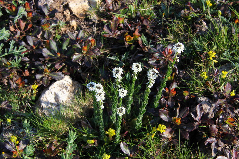 Arabis sagittata / Arabetta saettata